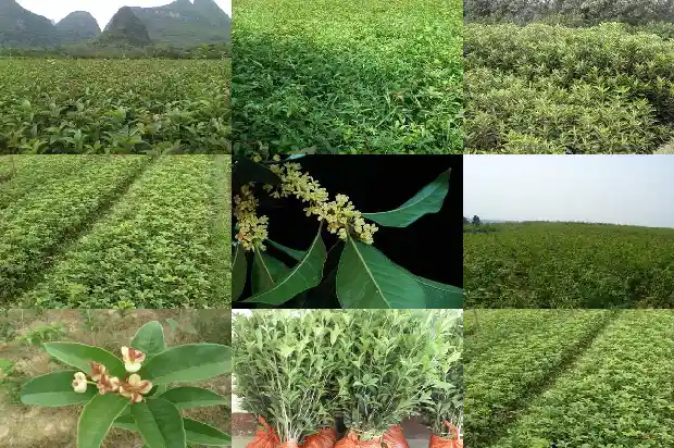 8月桂花树什么时候开花1690418047514