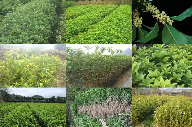 桂花乌龙茶去火吗1689467798239