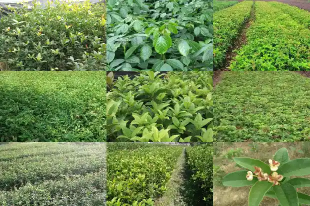 100年的金桂花树多少钱一斤1689727151342