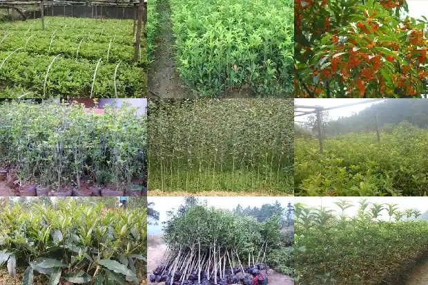 桂花什么时候栽最好1690418431253