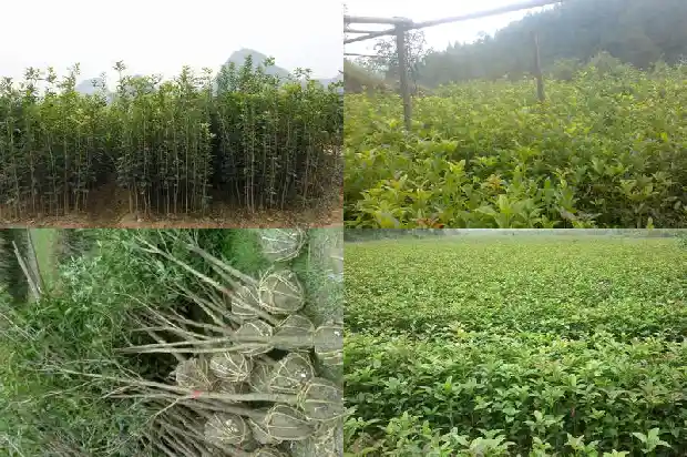 桂花有几个颜色?1688689620629