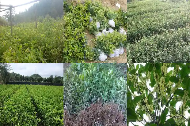 桂花树应该栽在大门口的哪一方1688692597459