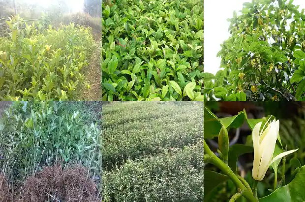 啥桂花最香花期最长最好养1688861664574