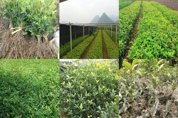 怎样载桂花树苗成活率高?1689899693510