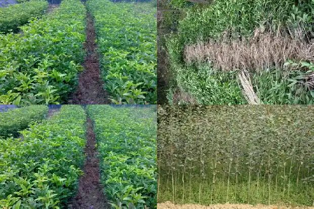 8公分桂花多少钱一盆啊1690763408821
