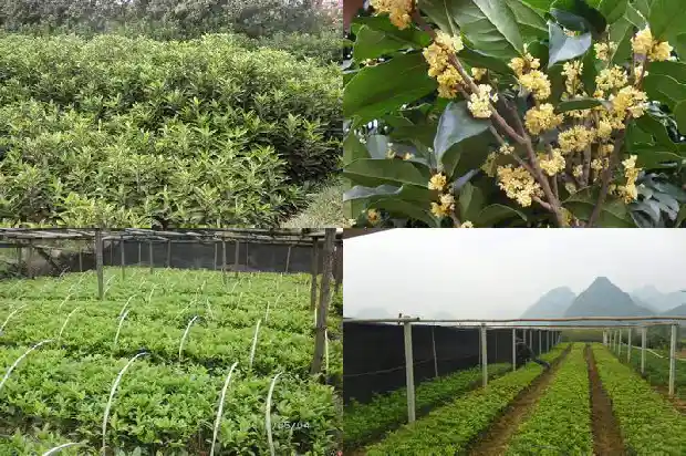 新买的桂花树需要注意什么问题1684832484258