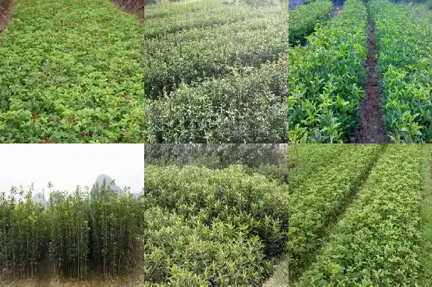 新买的桂花树需要注意什么问题1684832484304