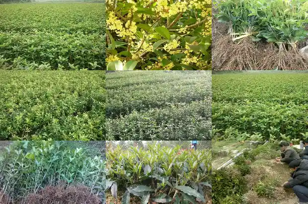 新买的桂花树需要注意什么问题1684832484350