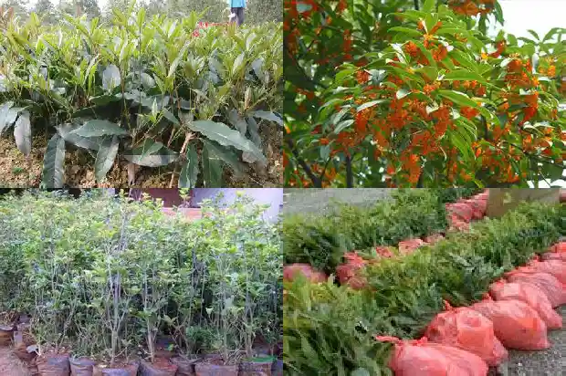 新买的桂花树需要注意什么问题1684832484395
