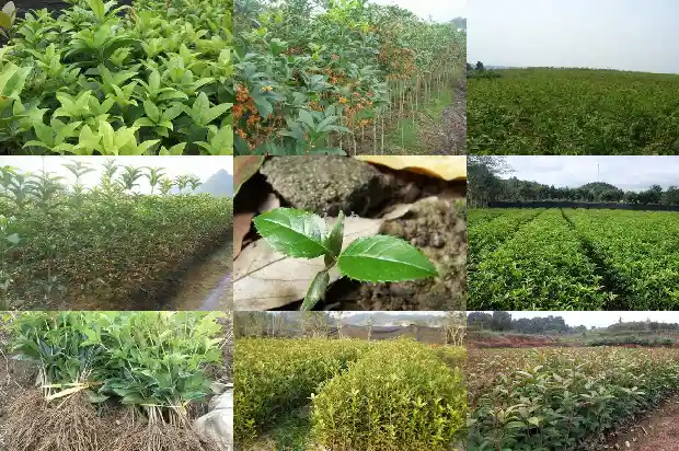 新买的桂花树是否马上种上1684832514301