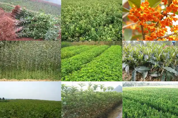 新买的桂花树是否马上种上1684832514395