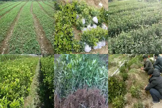 新买的桂花树是否马上种上1684832514442