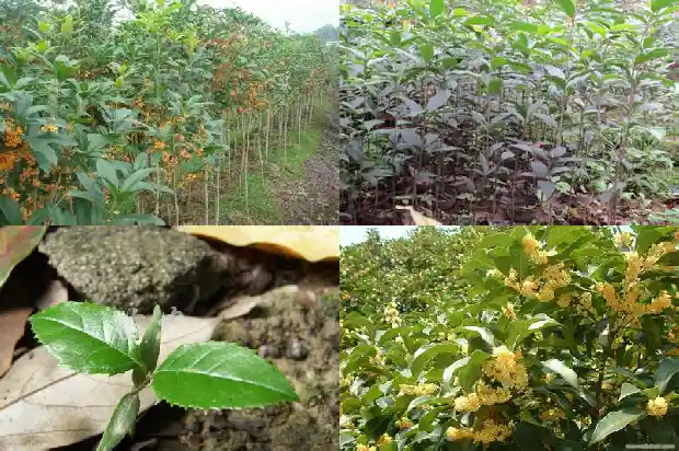 一个桂花树的价格是多少钱啊1689838032860