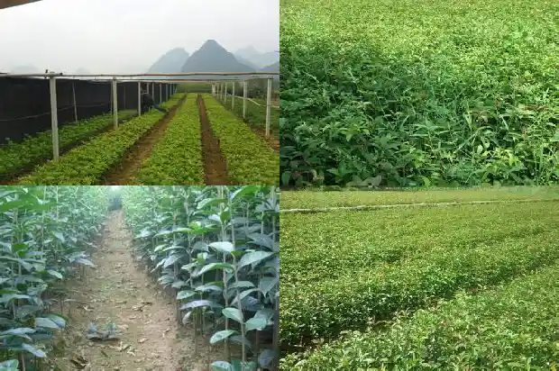 桂花是什么花冠1684832742815