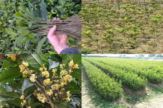 桂花是什么花冠1684832742909