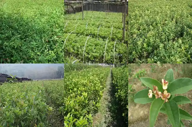 桂花是什么花冠1684832742957