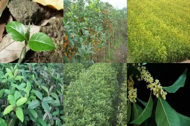 桂花冠幅和高度1684832762406