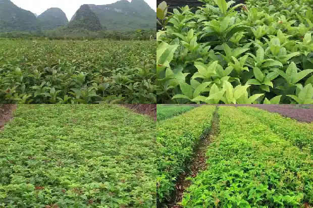 桂花冠幅和高度1684832762452