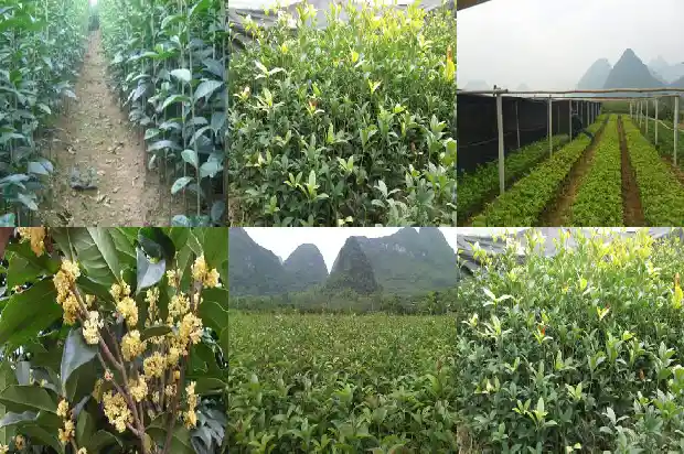 桂花的冠幅胸径多大1684832786819