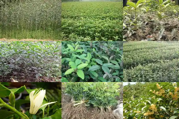 桂花的冠幅胸径多大1684832786911