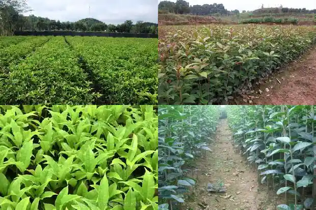 桂花的冠幅胸径多大1684832786959