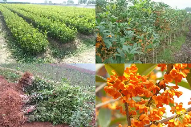 丛生桂花树价格多少钱一棵1689837972233