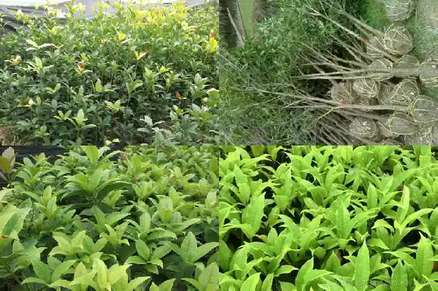 桂花花瓣长什么样子1684832848070