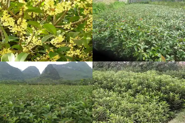 桂花花瓣长什么样子1684832848118