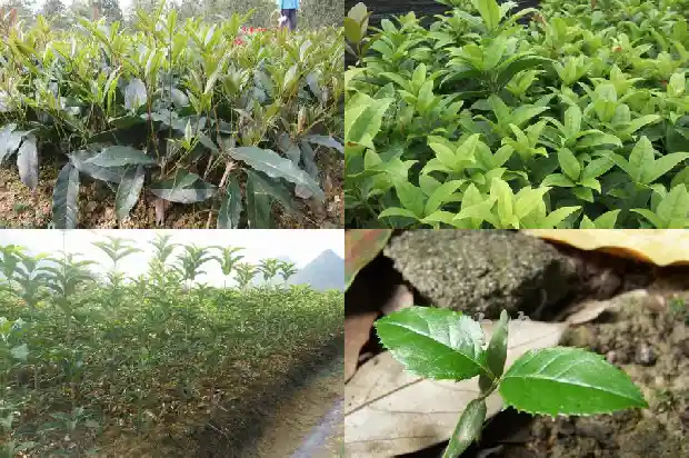 桂花有花瓣吗1684832867678