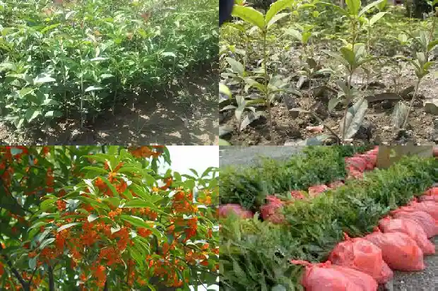 桂花有花瓣吗1684832867772