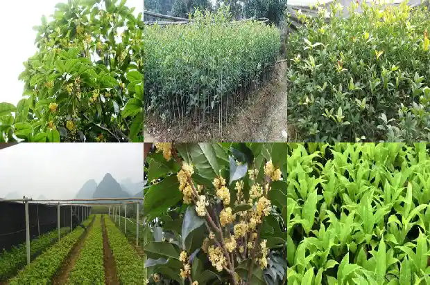桂花的花瓣形状是什么样的1684832889926