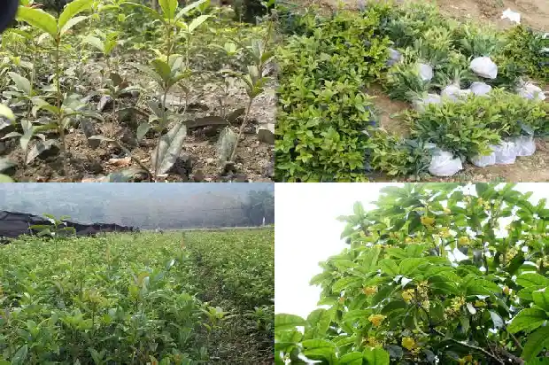 桂花的花瓣形状是什么样的1684832889973