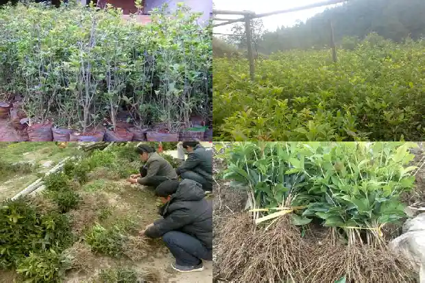 桂花有多少个花瓣?1684832909735