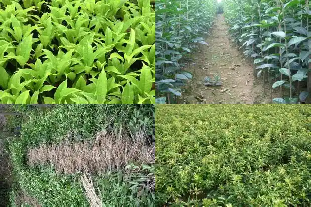 桂花有几个花瓣?1684832927434