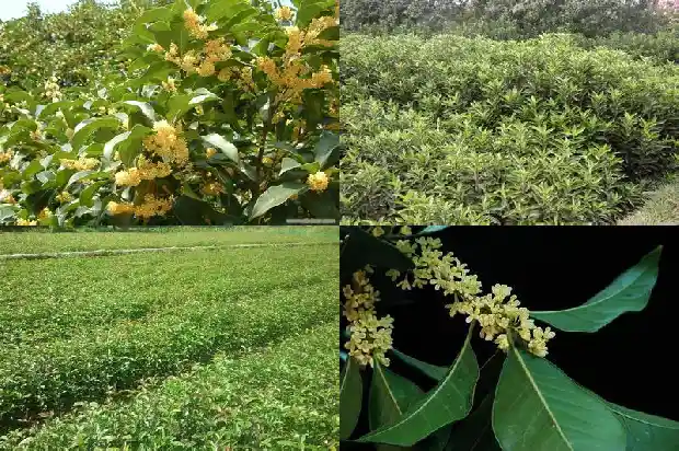 桂花有多少片花瓣?1684832978690