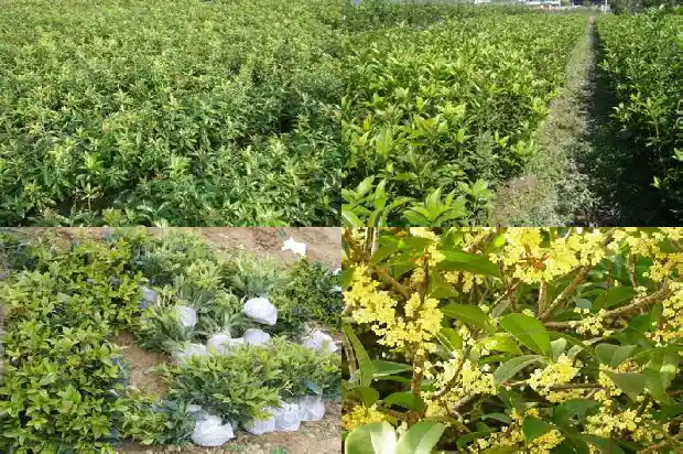 桂花有多少片花瓣?1684832978735