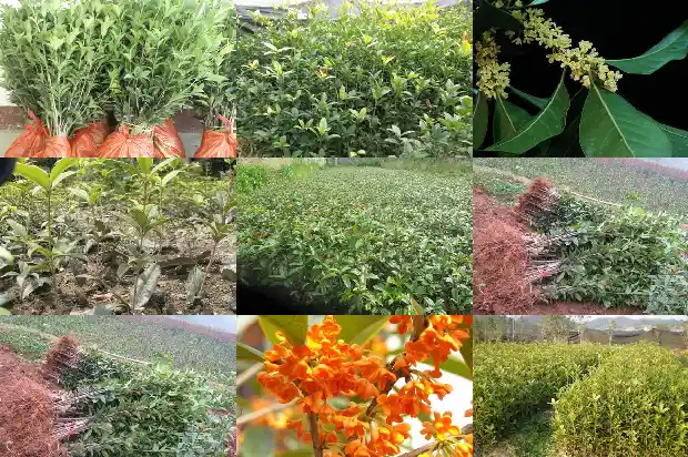 哪个桂花树品种好养1690331681198