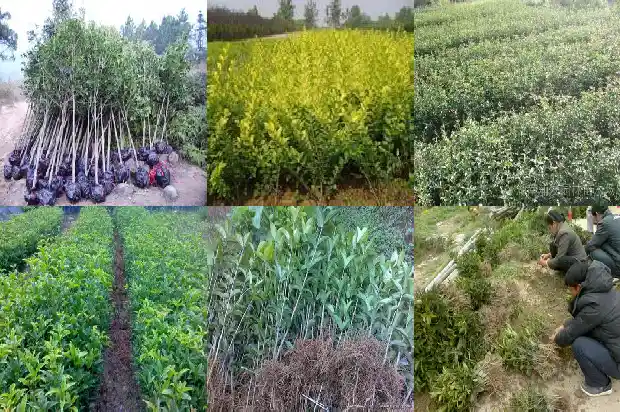 可以喝桂花茶吗1689207871392