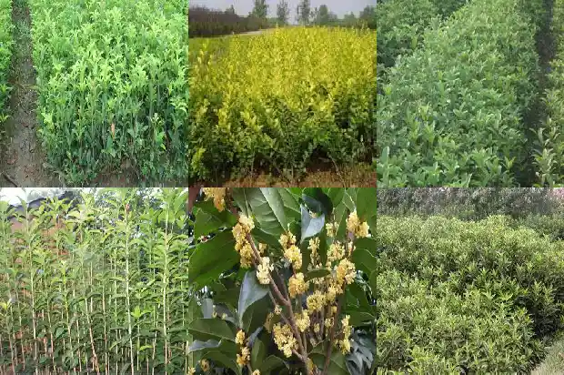 桂花的花冠类型是什么1684833034165