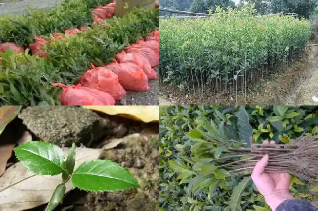 桂花花冠什么形状最好养1684833095139