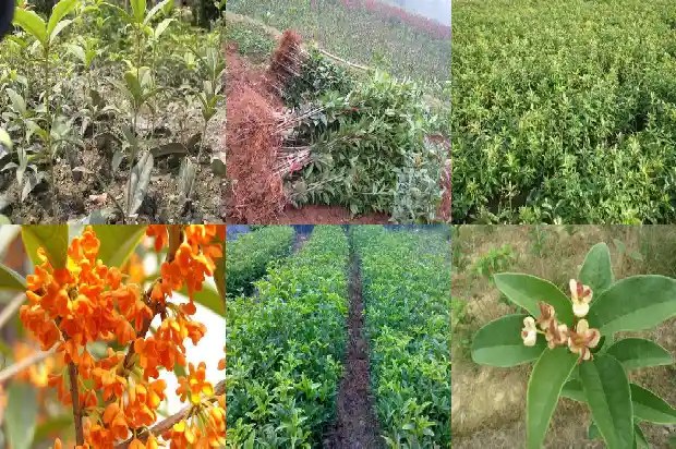 桂花花冠什么形状最好养1684833095186