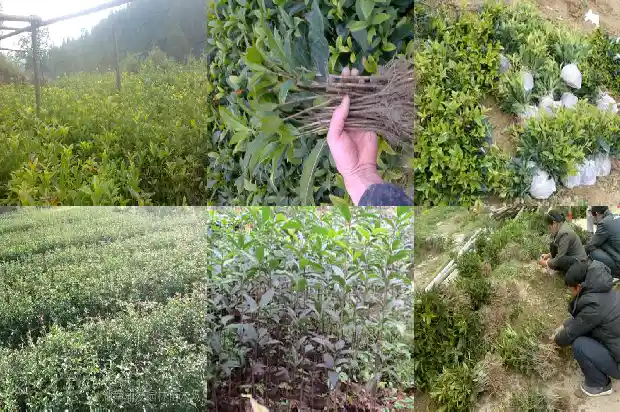 桂花种几年会开花吗1688861594905