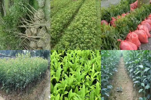 桂花花冠什么形状最好吃1684833117152