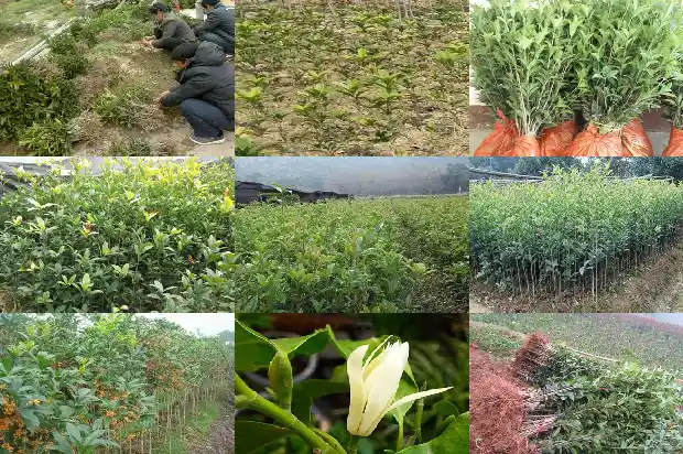 桂花花冠什么形状好养1684833136649