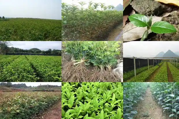 葡萄桂花乌龙茶的功效与作用及禁忌是什么1689467468348