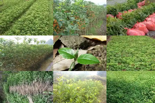 桂花的花冠长什么样1684833155987