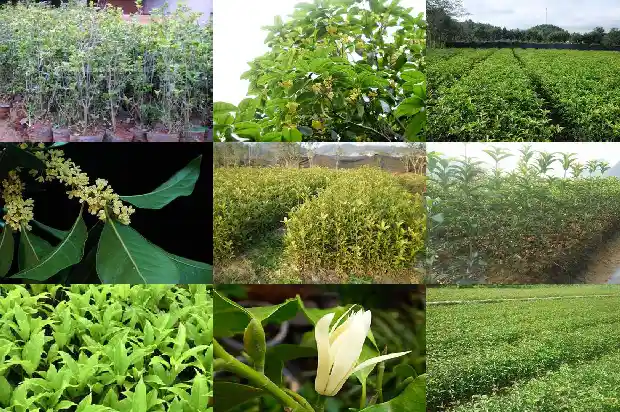 桂花的花冠是什么类型1684833175073