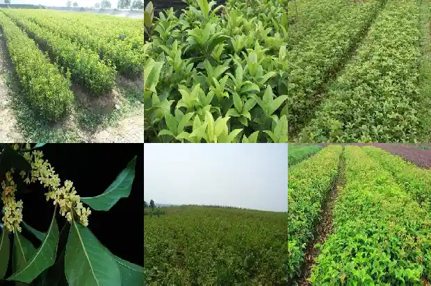 桂花的花冠是什么类型1684833175119