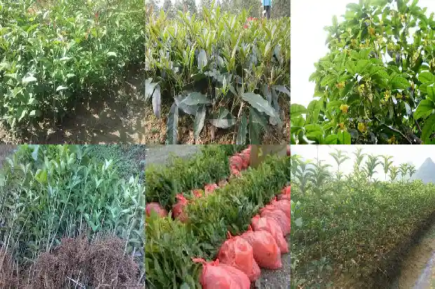 桂花的花冠是什么类型1684833175166