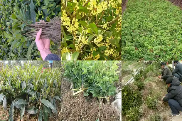 桂花花冠是离生还是连合的1684833196678